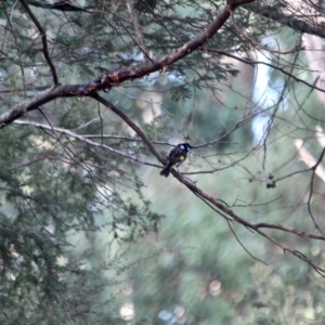 Phylidonyris novaehollandiae at Tathra, NSW - 14 May 2018