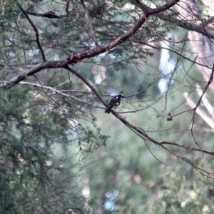 Phylidonyris novaehollandiae at Tathra, NSW - 14 May 2018