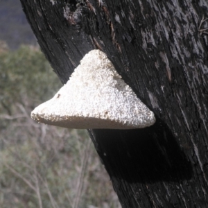 Laetiporus portentosus at Belconnen, ACT - 24 May 2018