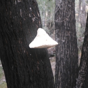 Laetiporus portentosus at Belconnen, ACT - 24 May 2018 11:58 AM