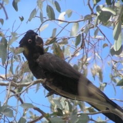 Zanda funerea (Yellow-tailed Black-Cockatoo) at Aranda Bushland - 24 May 2018 by MatthewFrawley