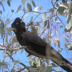 Zanda funerea at Belconnen, ACT - 24 May 2018 12:11 PM