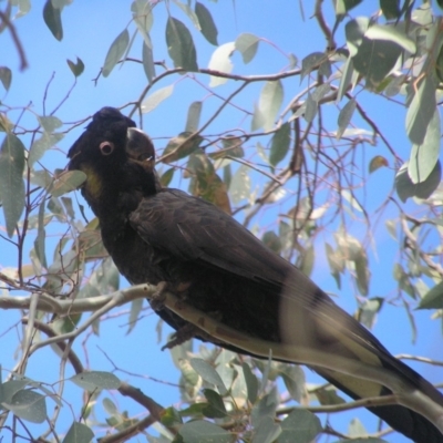 Zanda funerea (Yellow-tailed Black-Cockatoo) at Belconnen, ACT - 24 May 2018 by MatthewFrawley