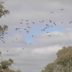 Zanda funerea at Belconnen, ACT - 24 May 2018 12:11 PM