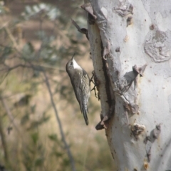 Cormobates leucophaea (White-throated Treecreeper) at Belconnen, ACT - 24 May 2018 by MatthewFrawley