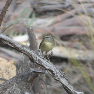 Pardalotus punctatus at Belconnen, ACT - 24 May 2018