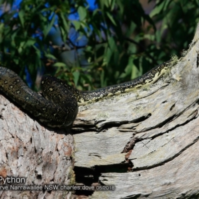 Morelia spilota spilota (Diamond Python) at Garrads Reserve Narrawallee - 25 May 2018 by CharlesDove