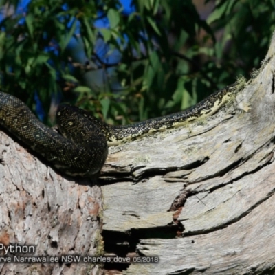 Morelia spilota spilota (Diamond Python) at Narrawallee Foreshore and Reserves Bushcare Group - 24 May 2018 by Charles Dove