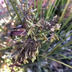Cyperus eragrostis (Umbrella Sedge) at Canberra Central, ACT - 25 May 2018 by Ryl
