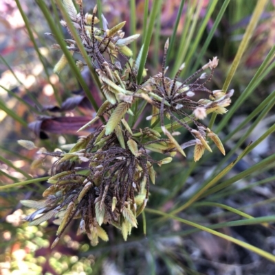 Cyperus eragrostis (Umbrella Sedge) at Lake Burley Griffin West - 25 May 2018 by Ryl