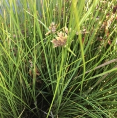 Cyperus eragrostis at Canberra Central, ACT - 25 May 2018
