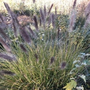 Cenchrus purpurascens at Canberra Central, ACT - 25 May 2018 01:46 PM