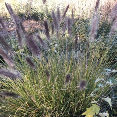 Cenchrus purpurascens (Swamp Foxtail) at Lake Burley Griffin West - 25 May 2018 by Ryl