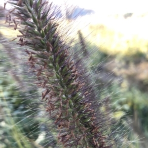 Cenchrus purpurascens at Canberra Central, ACT - 25 May 2018 01:46 PM