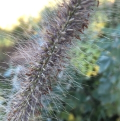 Cenchrus purpurascens at Canberra Central, ACT - 25 May 2018 01:46 PM