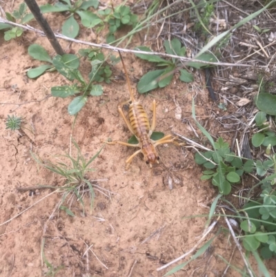 Cooraboorama canberrae (Canberra Raspy Cricket) at Majura, ACT - 21 Mar 2018 by kotch