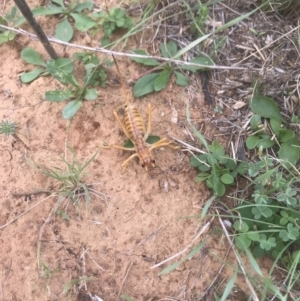 Cooraboorama canberrae at Majura, ACT - 21 Mar 2018