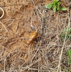 Cooraboorama canberrae (Canberra Raspy Cricket) at Hume, ACT - 7 Mar 2018 by BethanyDunne