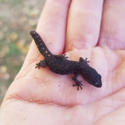 Christinus marmoratus (Southern Marbled Gecko) at Duffy, ACT - 19 May 2018 by BethanyDunne