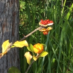 Pittosporum revolutum (Large-fruited Pittosporum) at Garrads Reserve Narrawallee - 24 May 2018 by Evelynm