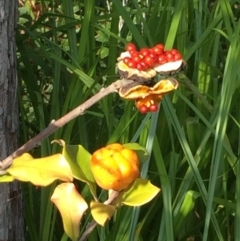 Pittosporum revolutum at Garrads Reserve Narrawallee - 25 May 2018