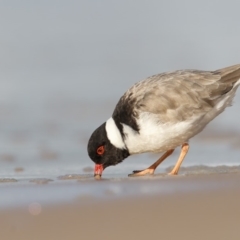 Charadrius rubricollis (Hooded Plover) at Eden, NSW - 24 May 2018 by Leo