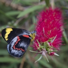 Delias nigrina (Black Jezebel) at Michelago, NSW - 15 Mar 2018 by Illilanga