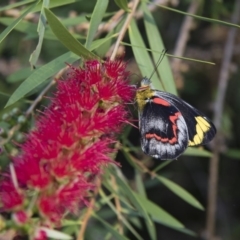 Delias nigrina at Michelago, NSW - 15 Mar 2018