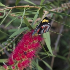 Delias nigrina at Michelago, NSW - 15 Mar 2018 06:44 PM