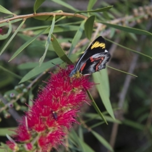 Delias nigrina at Michelago, NSW - 15 Mar 2018