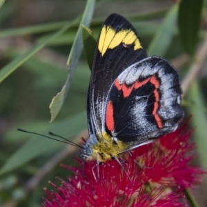 Delias nigrina at Michelago, NSW - 15 Mar 2018 06:44 PM