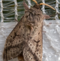 Oxycanus silvanus (Pale Oxycanus) at Chapman, ACT - 25 May 2018 by SWishart