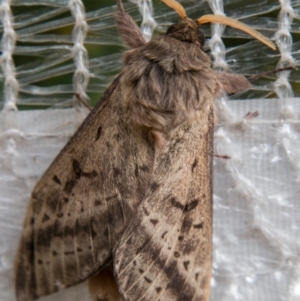 Oxycanus silvanus at Chapman, ACT - 25 May 2018 12:10 PM