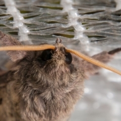 Oxycanus silvanus at Chapman, ACT - 25 May 2018