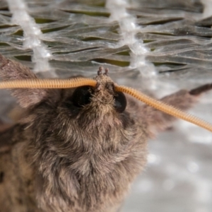 Oxycanus silvanus at Chapman, ACT - 25 May 2018 12:10 PM