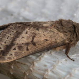 Oxycanus silvanus at Chapman, ACT - 25 May 2018 12:10 PM