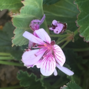 Pelargonium australe at Molonglo Valley, ACT - 25 May 2018
