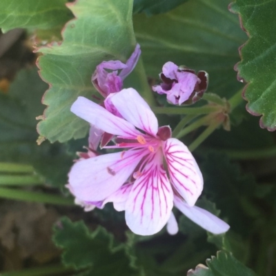 Pelargonium australe (Austral Stork's-bill) at Sth Tablelands Ecosystem Park - 25 May 2018 by JanetRussell