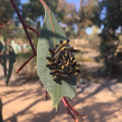 Perginae sp. (subfamily) (Unidentified pergine sawfly) at Sth Tablelands Ecosystem Park - 25 May 2018 by JanetRussell