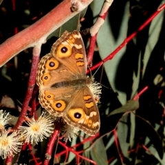 Junonia villida (Meadow Argus) at Sth Tablelands Ecosystem Park - 25 May 2018 by JanetRussell