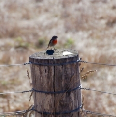 Petroica boodang (Scarlet Robin) at Rendezvous Creek, ACT - 24 May 2018 by KMcCue