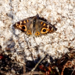 Junonia villida at Rendezvous Creek, ACT - 24 May 2018