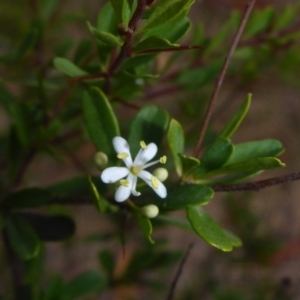 Bursaria spinosa at Hall, ACT - 15 May 2018 10:53 AM