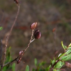 Bursaria spinosa at Hall, ACT - 15 May 2018 10:53 AM