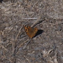 Junonia villida (Meadow Argus) at City Renewal Authority Area - 26 Apr 2018 by JanetRussell