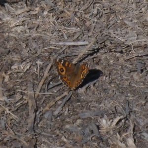 Junonia villida at Canberra, ACT - 26 Apr 2018 12:31 PM