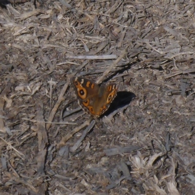 Junonia villida (Meadow Argus) at Canberra, ACT - 26 Apr 2018 by JanetRussell