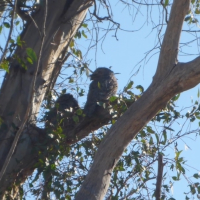 Podargus strigoides (Tawny Frogmouth) at Majura, ACT - 26 Apr 2018 by JanetRussell