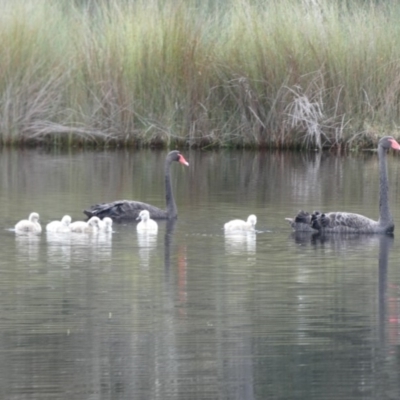 Cygnus atratus (Black Swan) at Undefined - 18 May 2018 by Marg