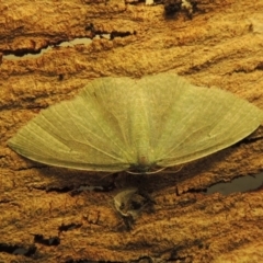 Prasinocyma albicosta (A Geometer moth) at Conder, ACT - 4 Jul 2015 by michaelb